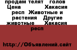 продам телят 5 голов › Цена ­ 75 000 - Хакасия респ. Животные и растения » Другие животные   . Хакасия респ.